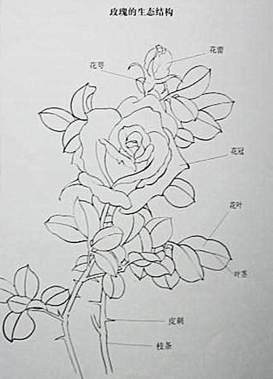 陽樹林 陰樹林 空氣玫瑰畫法